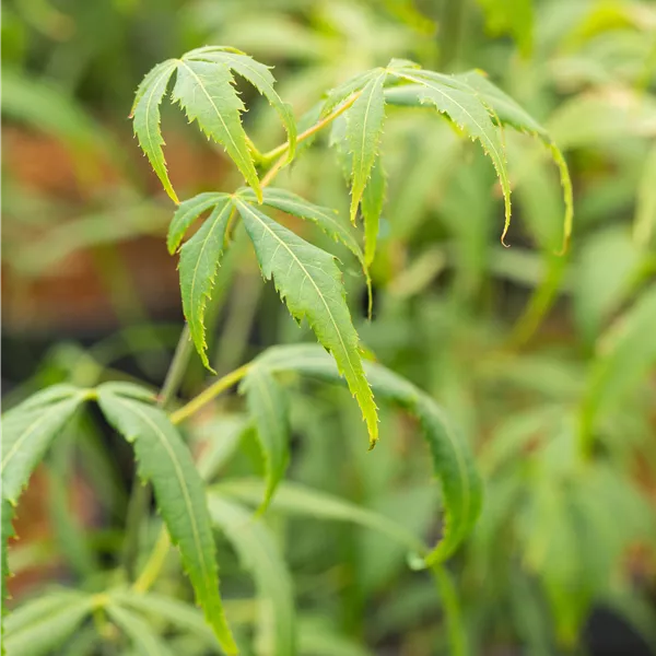 Acer palmatum 'Koto-no-ito'