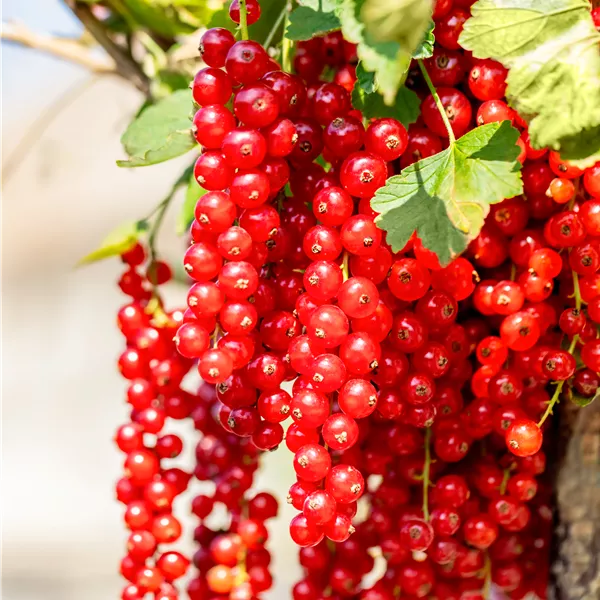 Ribes rubrum 'Rovada'
