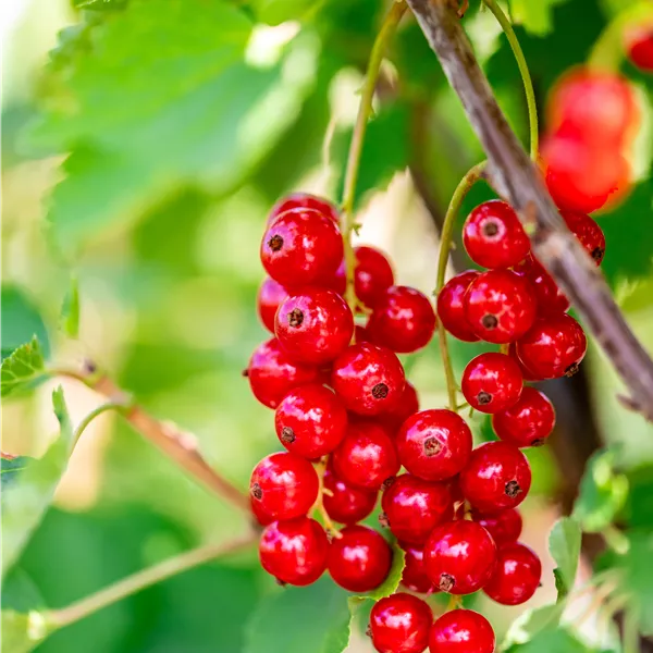 Ribes rubrum 'Jonkheer van Tets'