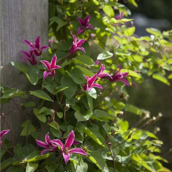 Clematis (Texensis-Gruppe) 'Princess Diana'