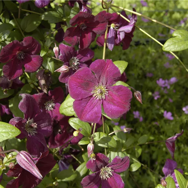 Clematis (Viticella-Gruppe) 'Royal Velours'