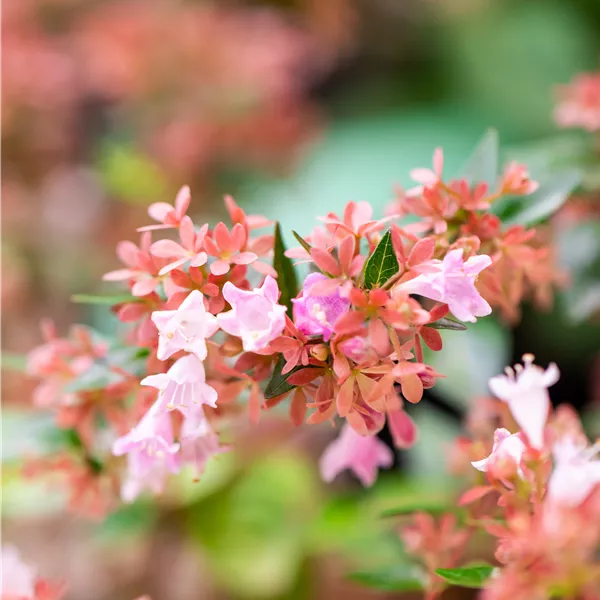 Abelia 'Raspberry Profusion'