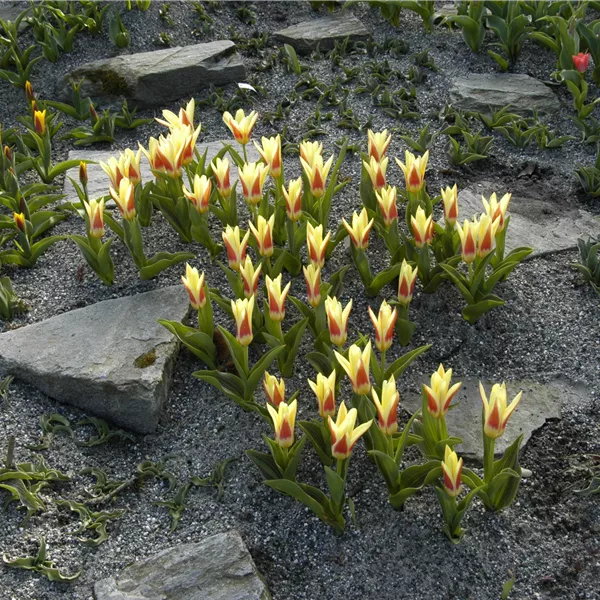Tulipa (Fosteriana) 'Oracle'