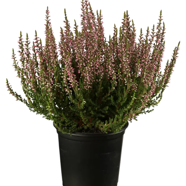 Calluna vulgaris rot