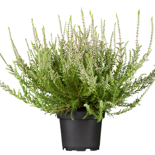 Calluna vulgaris weiss