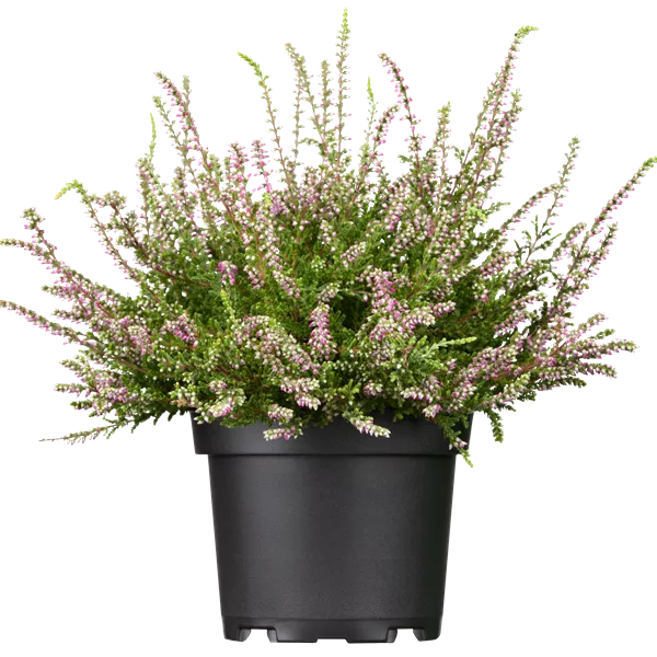 Calluna vulgaris rosa