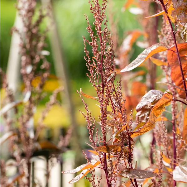 Rumex rugosa