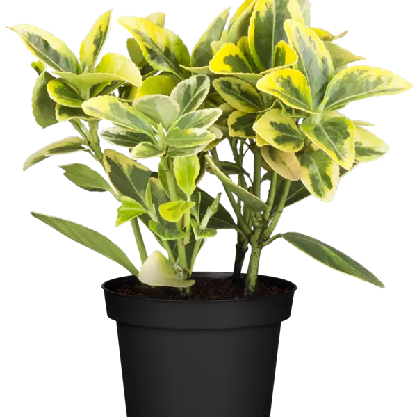 Euonymus fortunei 'Emerald 'n' Gold'