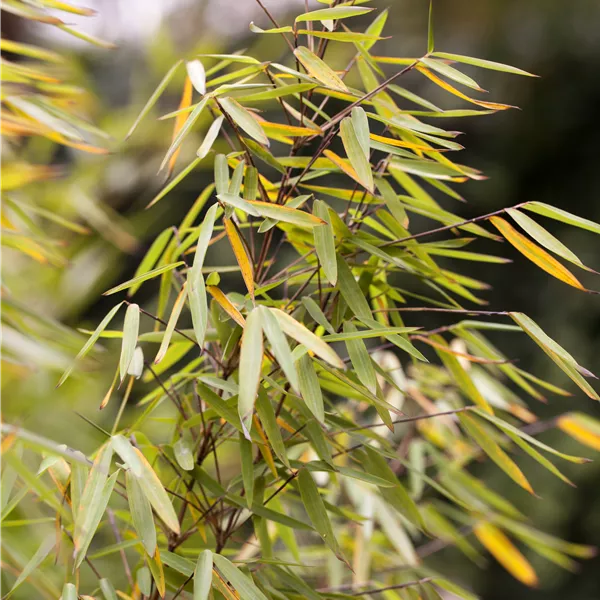 Fargesia 'Jiuzhaigou 2'