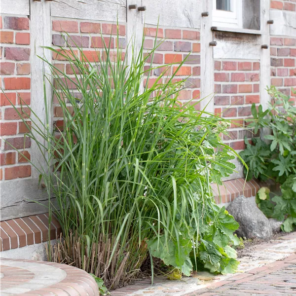 Miscanthus sinensis 'Little Zebra'