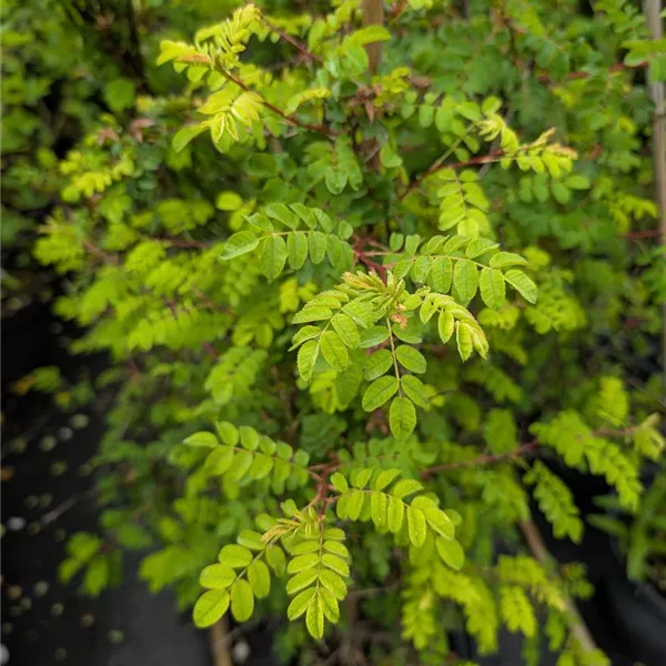 Rosa hugonis