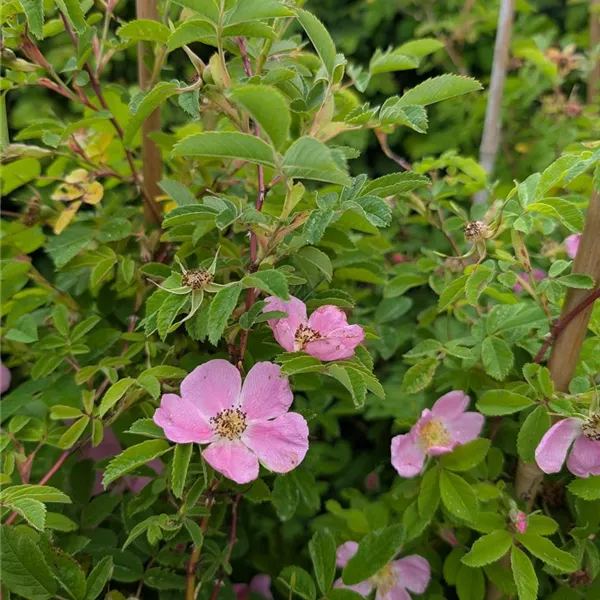 Rosa majalis