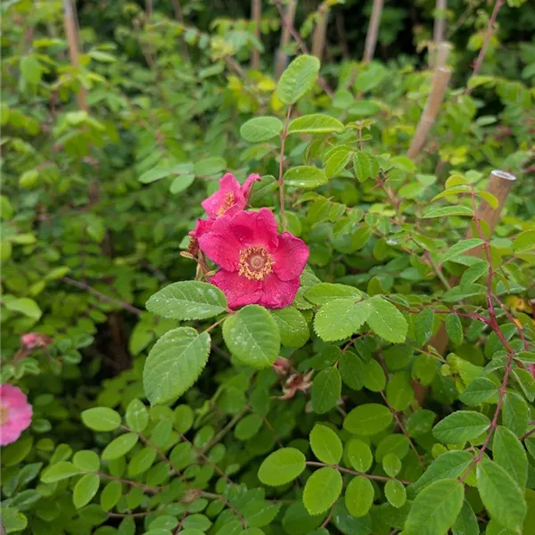 Rosa moyesii