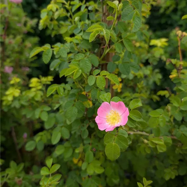 Rosa rubiginosa