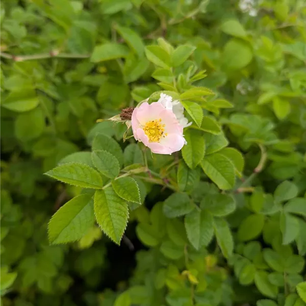Rosa tomentosa