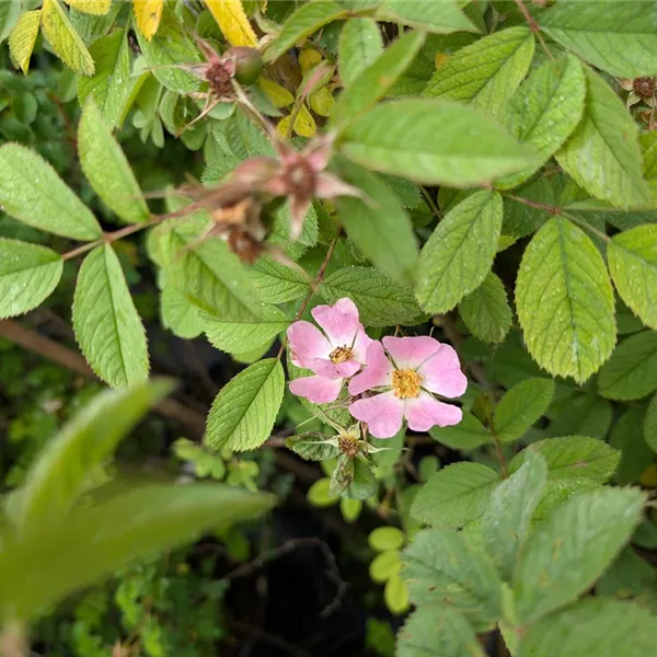 Rosa villosa