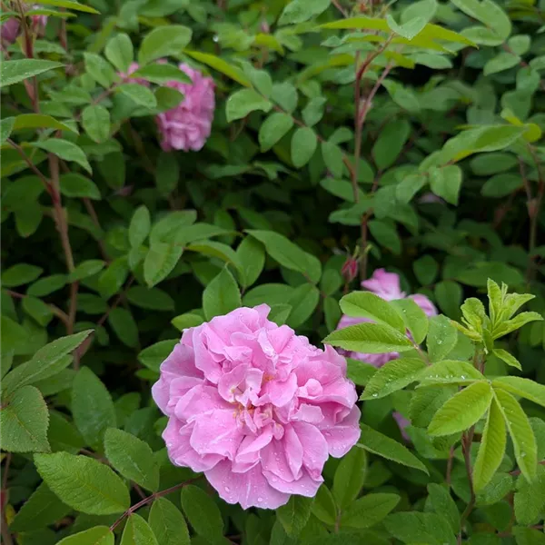 Rosa (Strauchrose) 'Thérèse Bugnet'