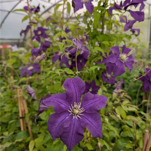 Clematis (Viticella-Gruppe) 'Aotearoa'