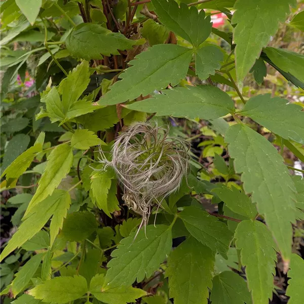 Clematis (Atragene-Gruppe) 'Helsingborg'