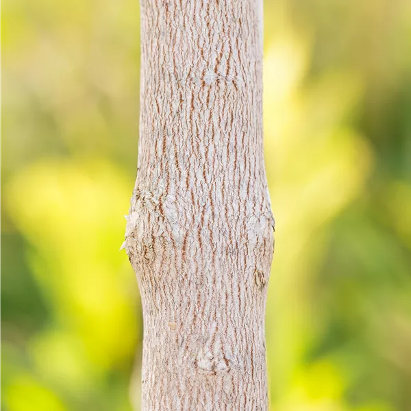 Acer monspessulanum