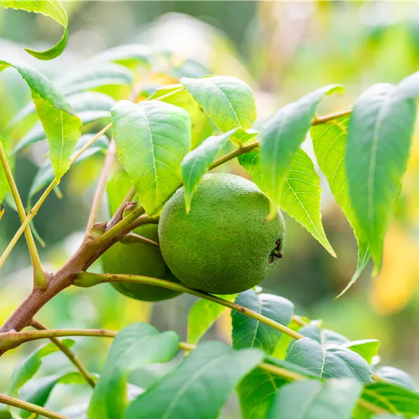 Juglans nigra