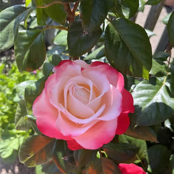 Rosa (Teehybride) 'Nostalgie'