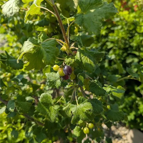 Ribes nidigrolaria (x) 'Jostine'