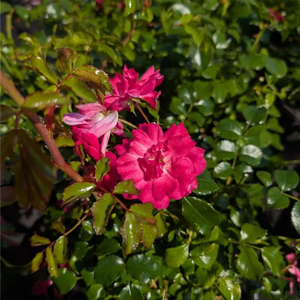 Rosa (Bodendeckerrose) 'Heidetraum'