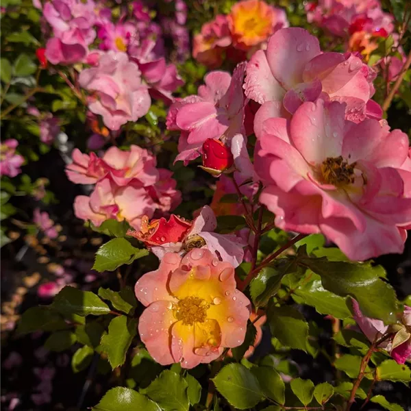 Rosa (Bodendeckerrose) 'Jazz'