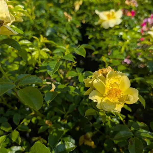 Rosa (Bodendeckerrose) 'Loredo'