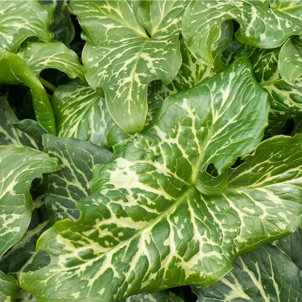 Arum italicum
