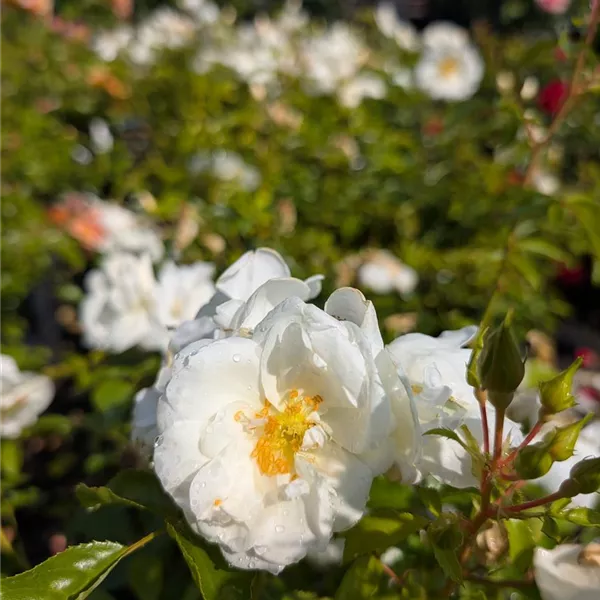 Rosa (Bodendeckerrose) 'Schneeflocke'