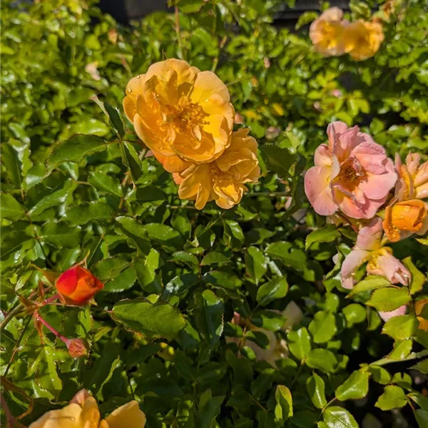 Rosa (Bodendeckerrose) 'Sedana'