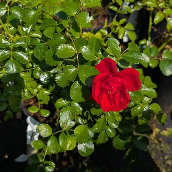 Rosa (Bodendeckerrose) 'Sorrento'