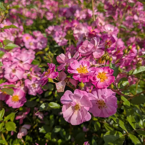 Rosa (Bodendeckerrose) 'Lavender Dream'