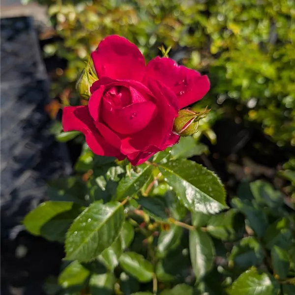 Rosa (Strauchrose) 'Soul'