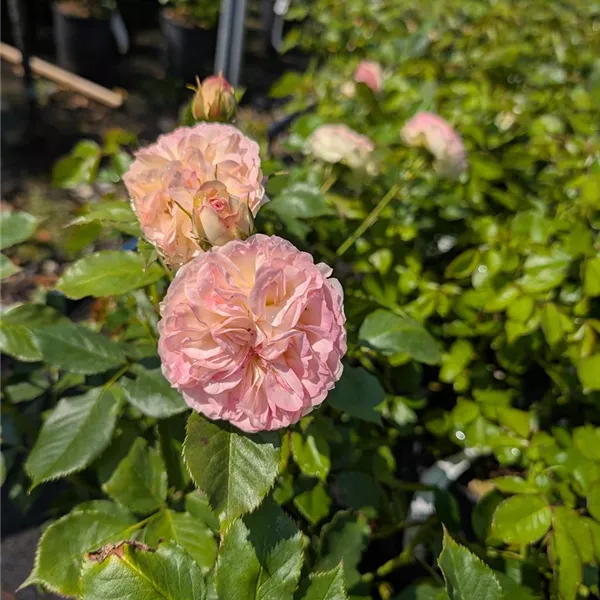 Rosa (Floribundarose) 'Pastella'