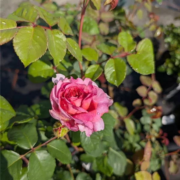 Rosa (Teehybride) 'Eisvogel'