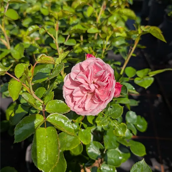 Rosa (Floribundarose) 'Bailando'