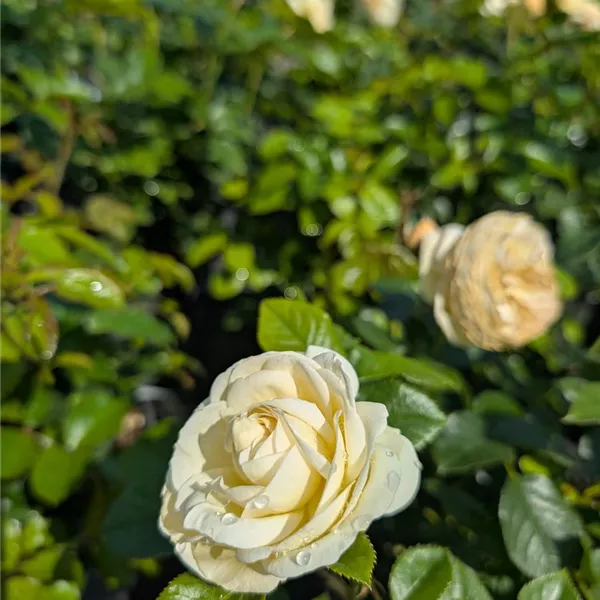Rosa (Strauchrose) 'Artemis'