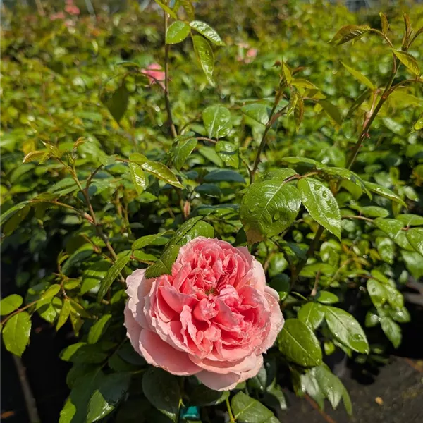 Rosa (Teehybride) 'Schöne Maid'