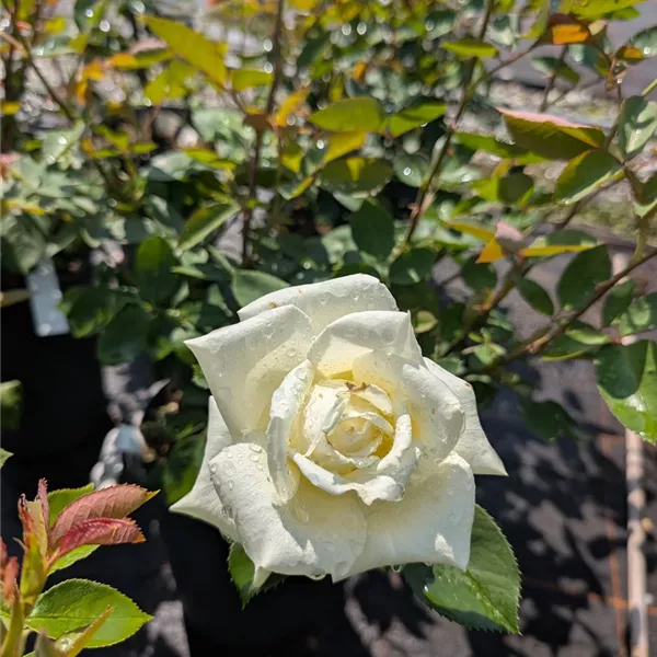 Rosa (Teehybride) 'Polarstern'