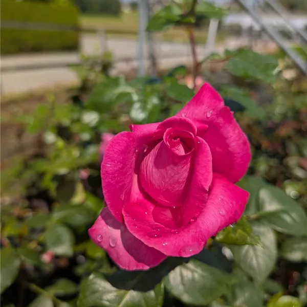 Rosa (Teehybride) 'Lady Like'