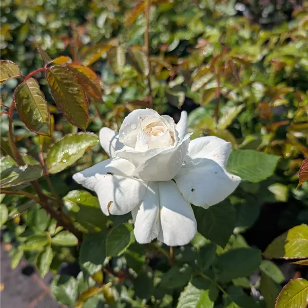Rosa (Teehybride) 'Annapurna'