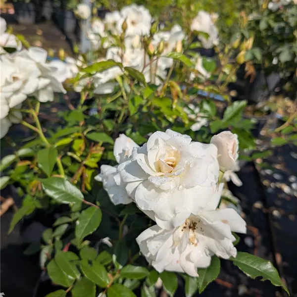 Rosa (Strauchrose) 'Schneewittchen'