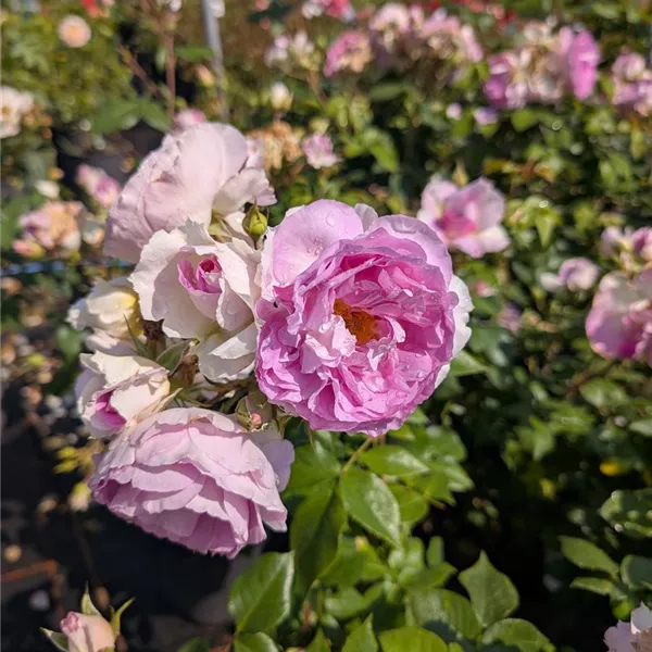 Rosa (Strauchrose) 'Saphir'