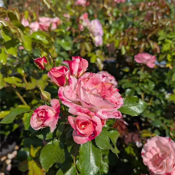 Rosa (Strauchrose) 'Rosenstadt Freising'
