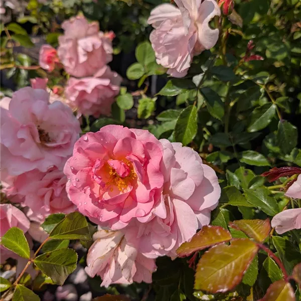 Rosa (Strauchrose) 'Rosario'