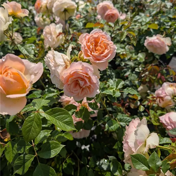 Rosa (Strauchrose) 'Matthias Claudius Rose'