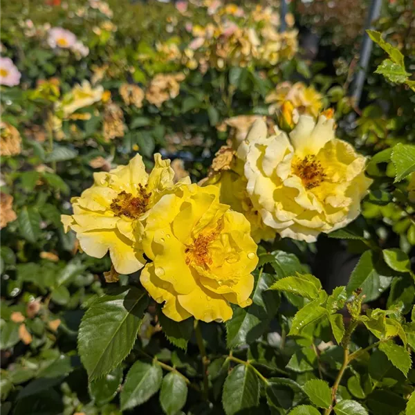 Rosa (Strauchrose) 'Lichtkönigin Lucia'